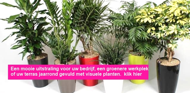 Kantoor en terras beplanting